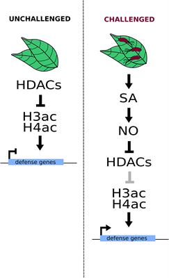 Modify the Histone to Win the Battle: Chromatin Dynamics in Plant–Pathogen Interactions